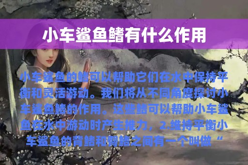 小车鲨鱼鳍有什么作用